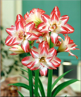 Amaryllis Blossom Peacock