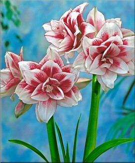 Amaryllis Elvas