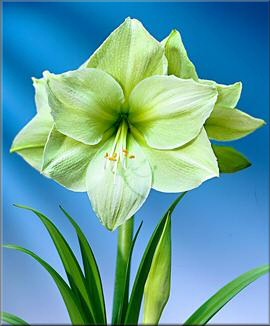 Amaryllis Limona