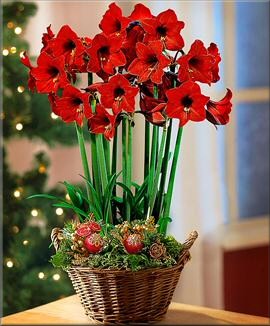 Amaryllis Lovely Garden kaufen