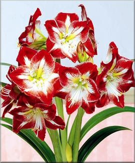 Amaryllis Minerva