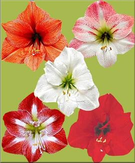 Amaryllis Mischung (5 Stck) kaufen