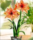 Amaryllis Exotica kaufen