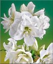 Amaryllis Kollektion gefllt (3 Stck) kaufen