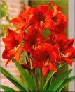 Amaryllis Kollektion 2 (3 Stck) kaufen