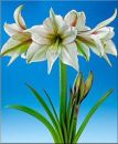 Amaryllis Magic Green kaufen