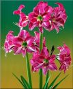 Amaryllis Neon kaufen