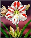 Amaryllis Sydney kaufen