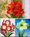 Amaryllis Kollektion