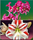 Amaryllis Kollektion