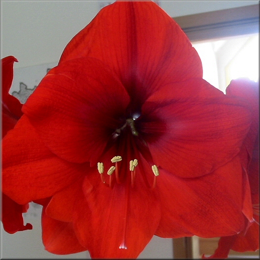 volle Entfaltung der Amaryllis - Blüte