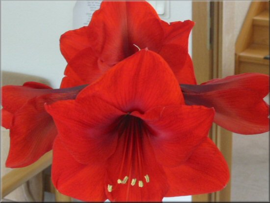 aufgeblühte Amaryllis Minerva