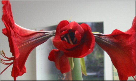 Blüten Amaryllis Minerva