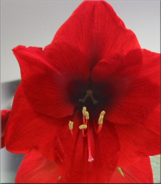 Amaryllis Minerva