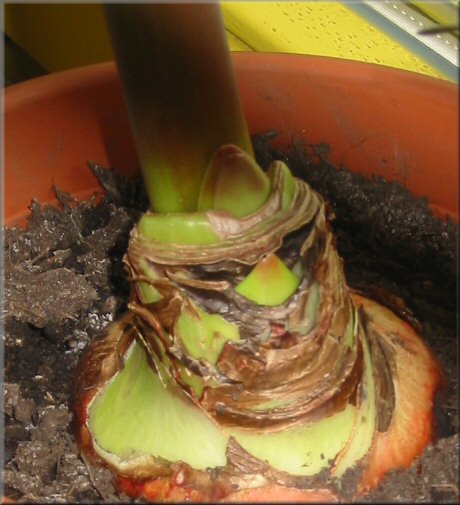 zweite Amaryllis-Blüte