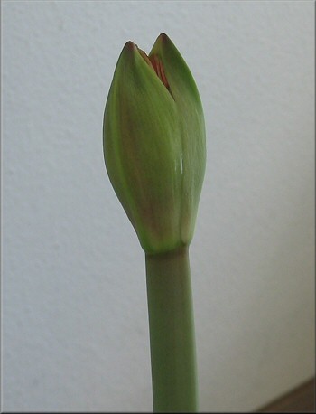Amaryllis Red Lion kurz vor dem Aufblühen