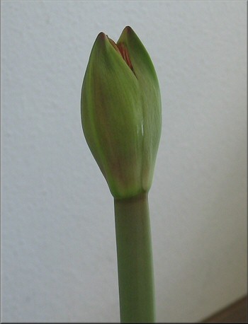 Amaryllis Red Lion kurz vor dem Aufblhen