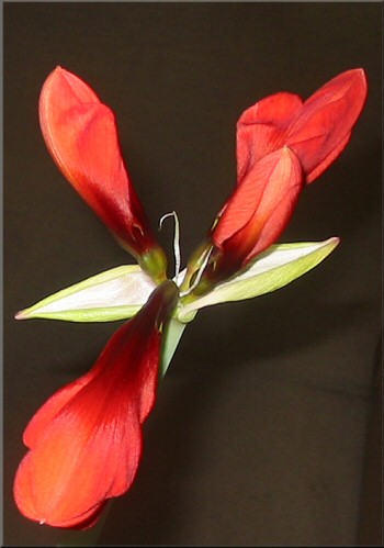vier wunderschöne Blüten der Amaryllis Red Lion