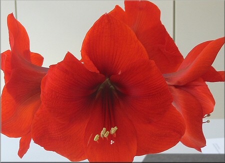die roten Blüten der Amaryllis sprechen ihre eigene Sprache
