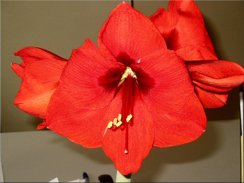 Groaufnahme der roten Amaryllis