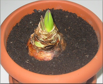 Amaryllis Red Lion drängt ans Licht