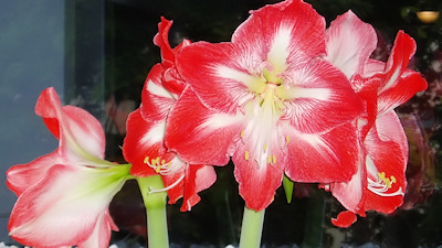 Amaryllis Minerva