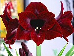 Amaryllis Black Pearl