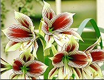 Amaryllis Papilio Butterfly