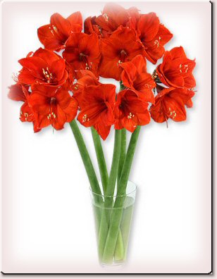 Strauß rote Amaryllis jetzt kaufen