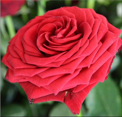 Die Rose als Symbole fr immerwhrende Liebe