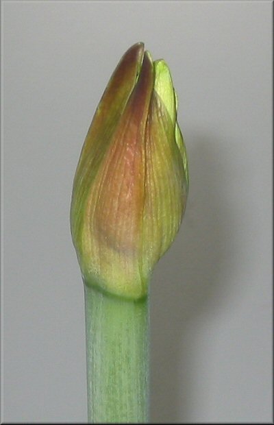 leicht rtliche angehauchte Knospe der weissen Amaryllis