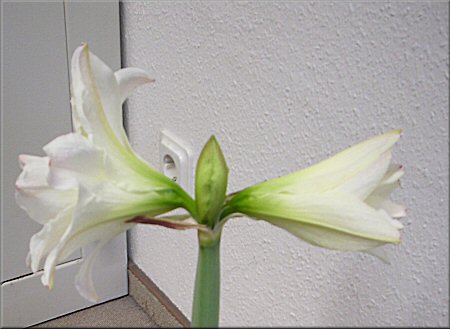 die weie Amaryllis ist dabei vollstndig aufzublhen