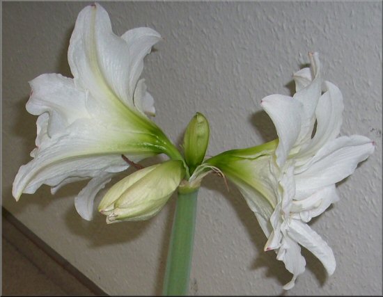 zwei von fr Blten der weie Amaryllis sind schon aufgeblht