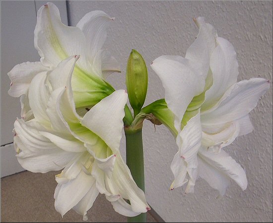 die drei Blüten der weißen vollen Amaryllis sind wunderschön anzuschauen