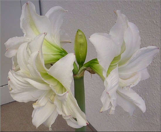 die drei Blten der weien vollen Amaryllis sind wunderschn anzuschauen